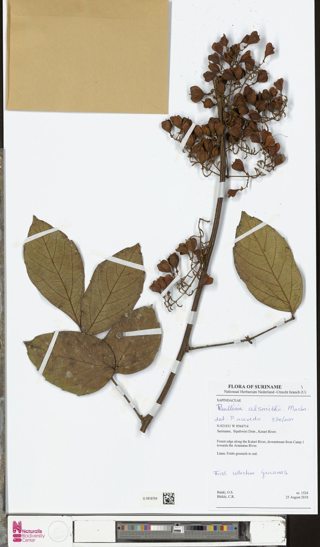 Paullinia alsmithii