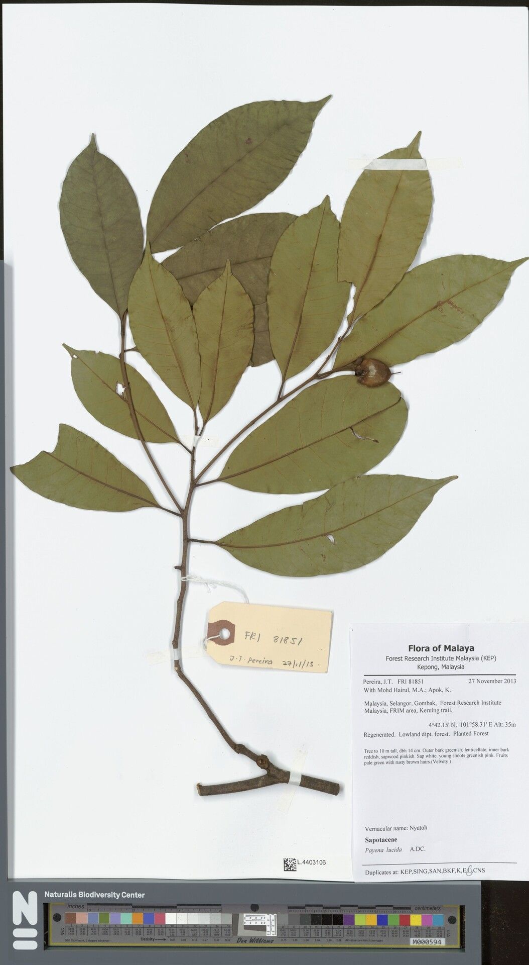 Payena lucida