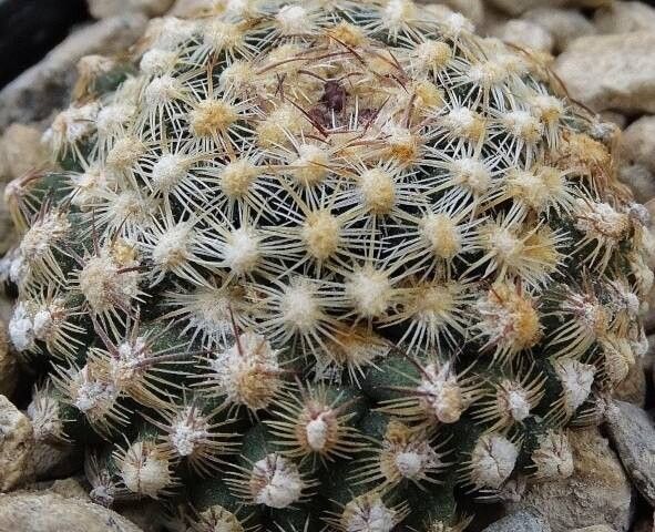 Pediocactus knowltonii