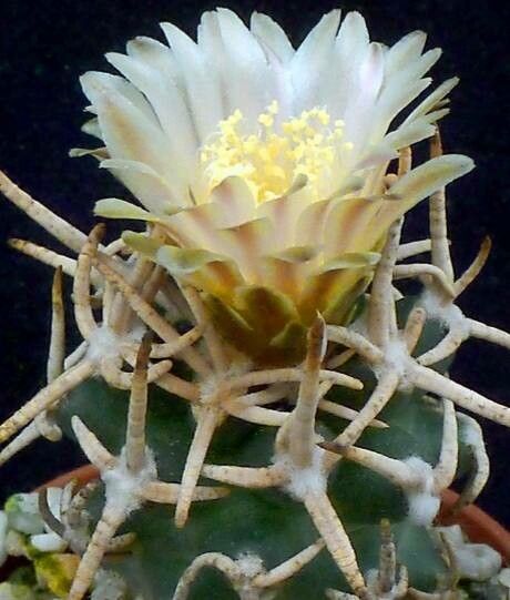 Pediocactus peeblesianus