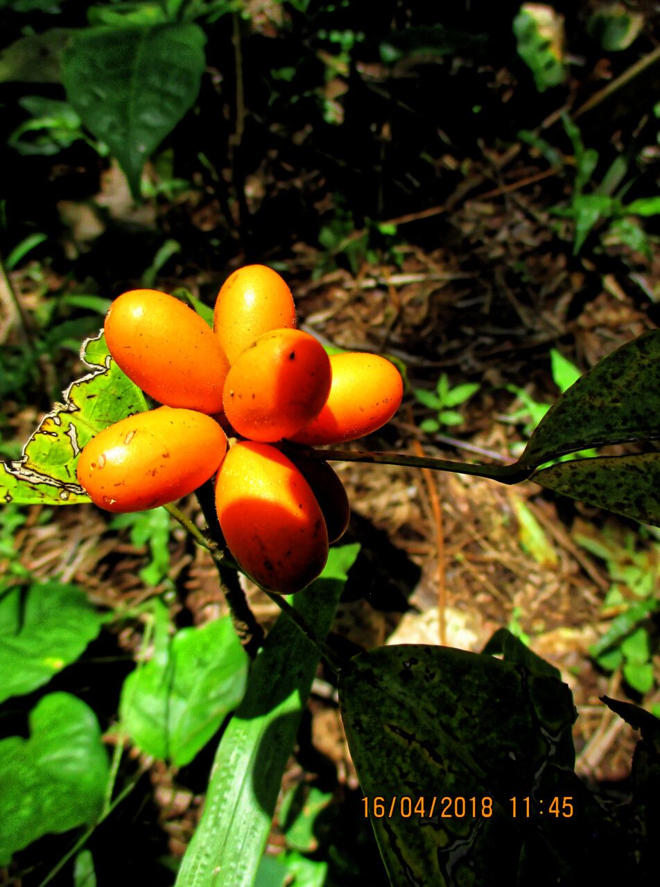 Penianthus longifolius