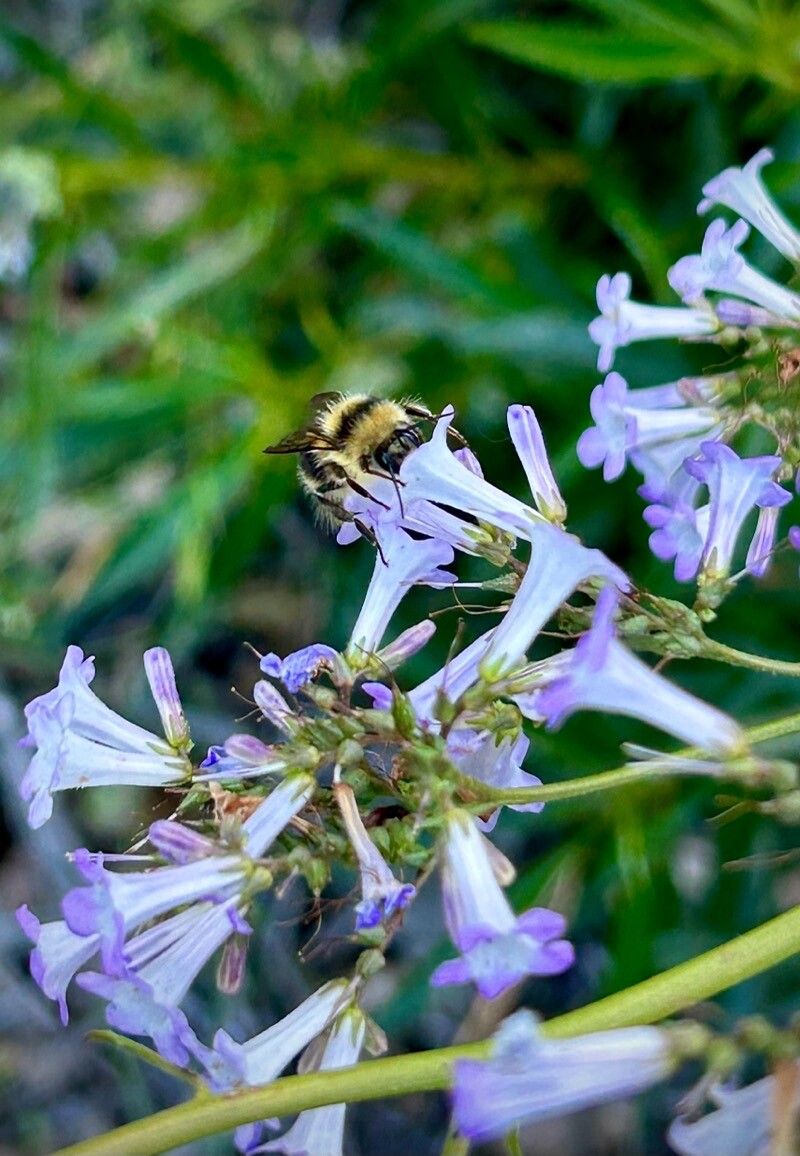 Penstemon albertinus