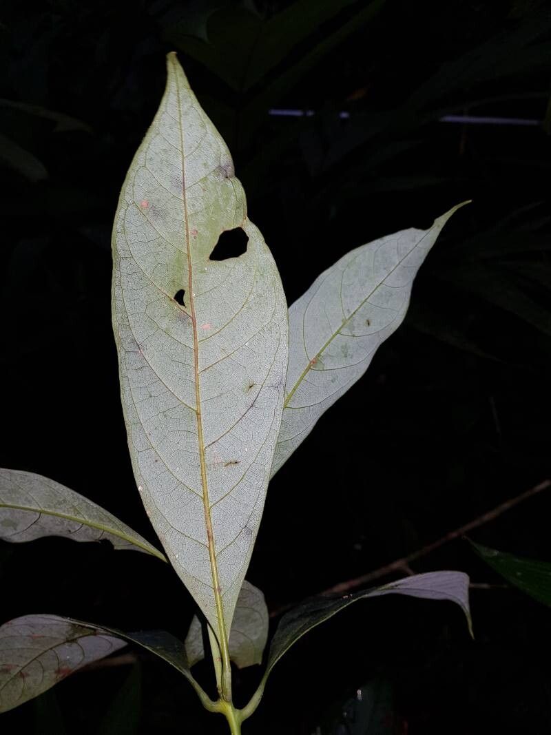 Persea silvatica
