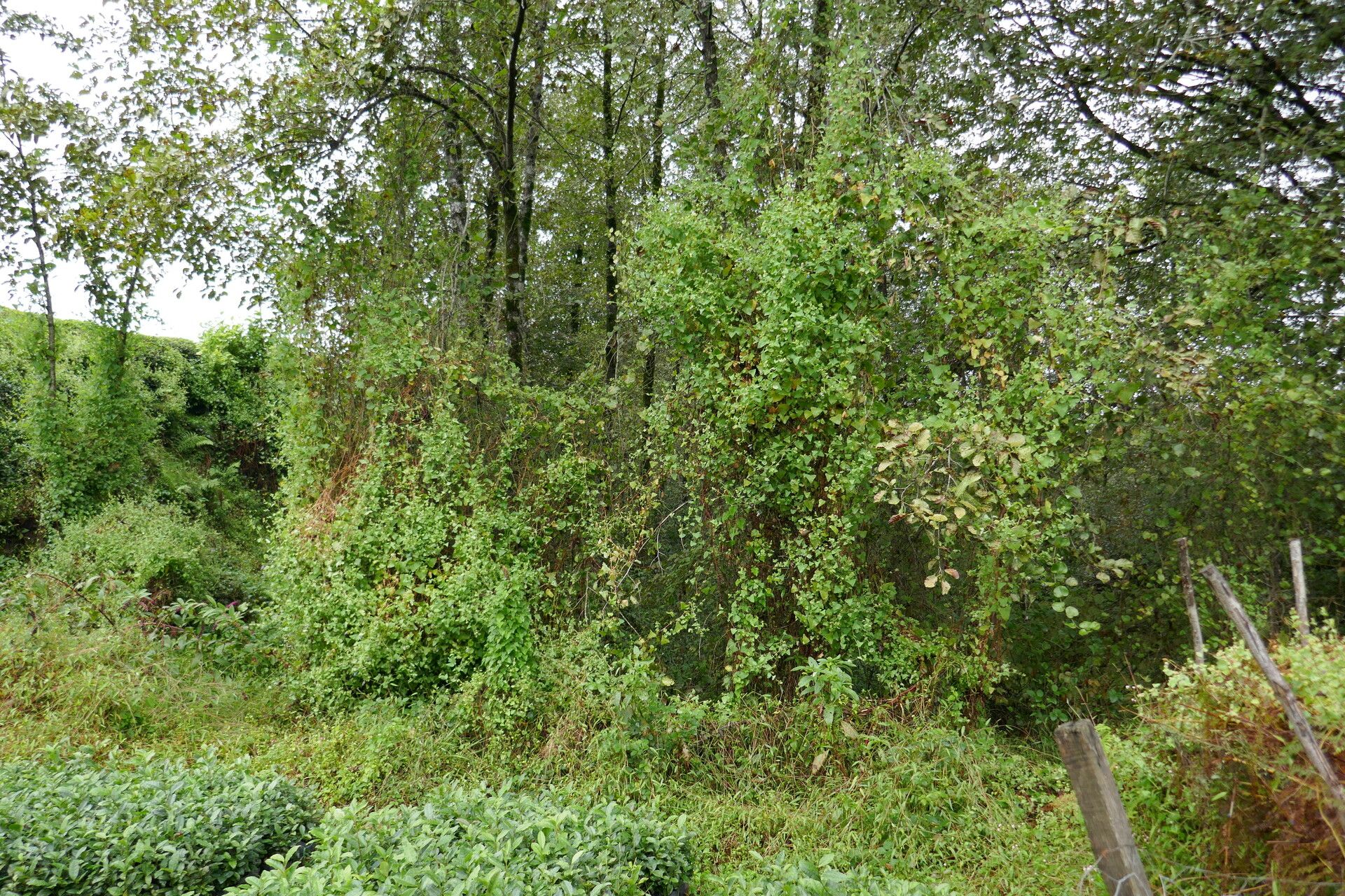 Persicaria perfoliata