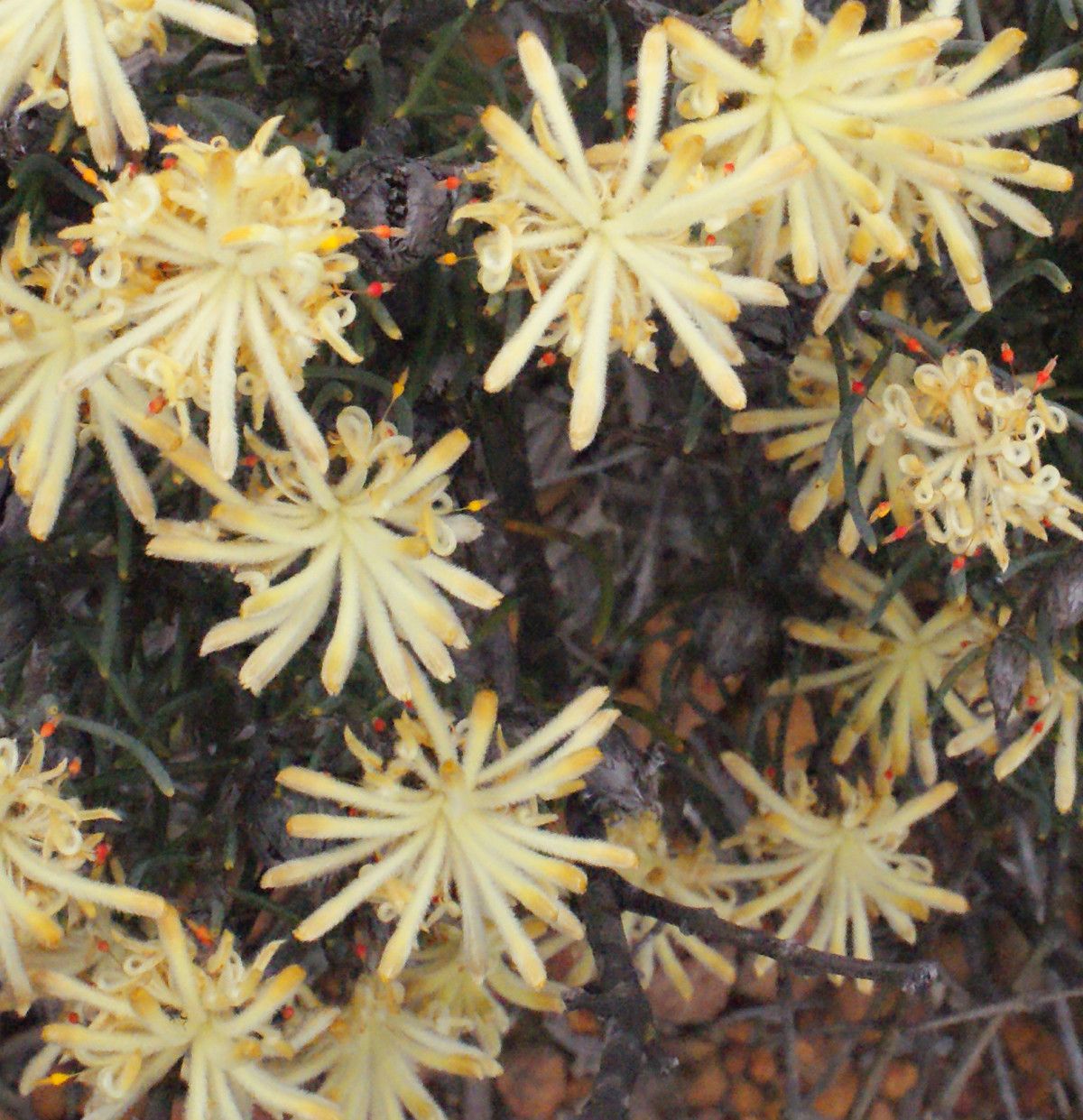 Petrophile brevifolia