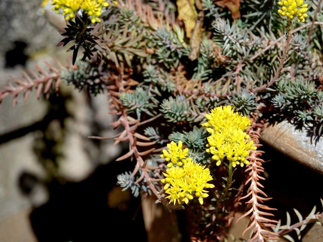 Petrosedum montanum