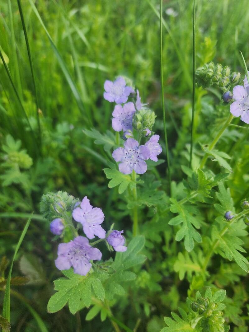Phacelia hirsuta