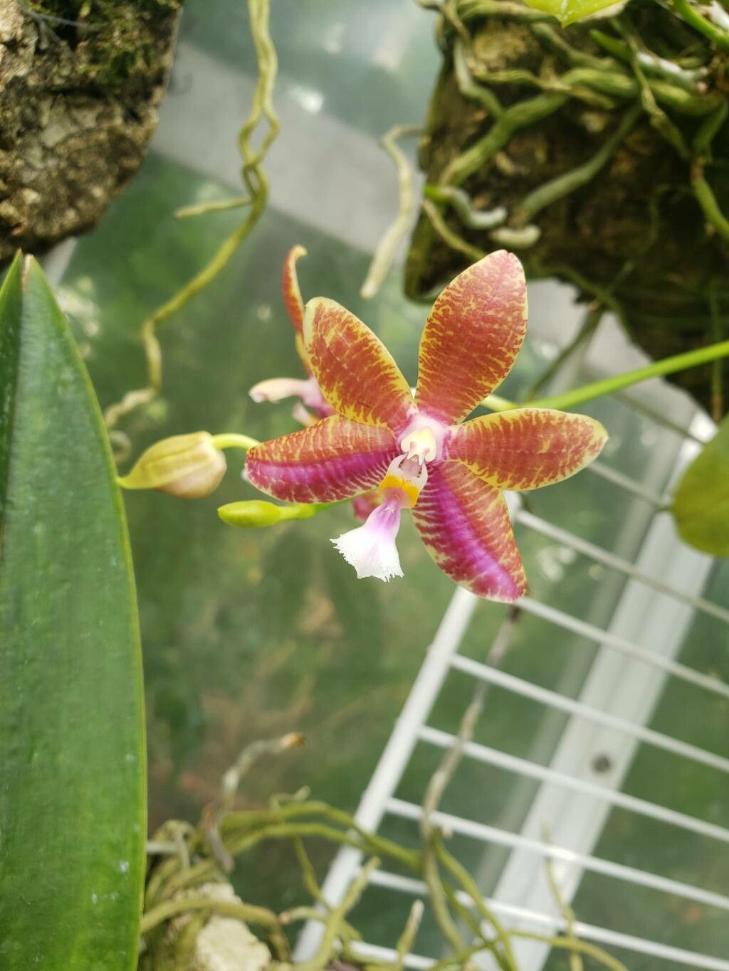 Phalaenopsis lueddemanniana