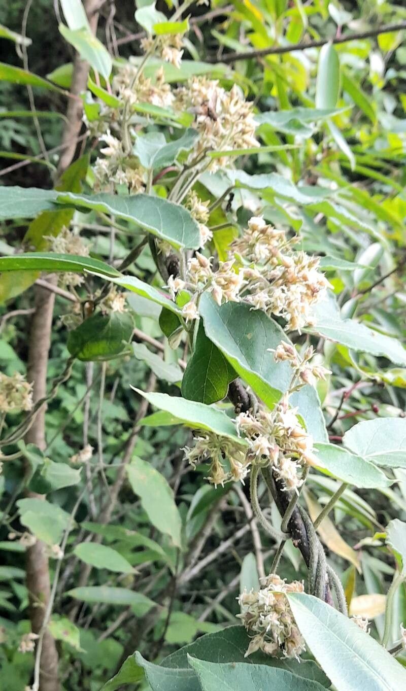 Philibertia parviflora