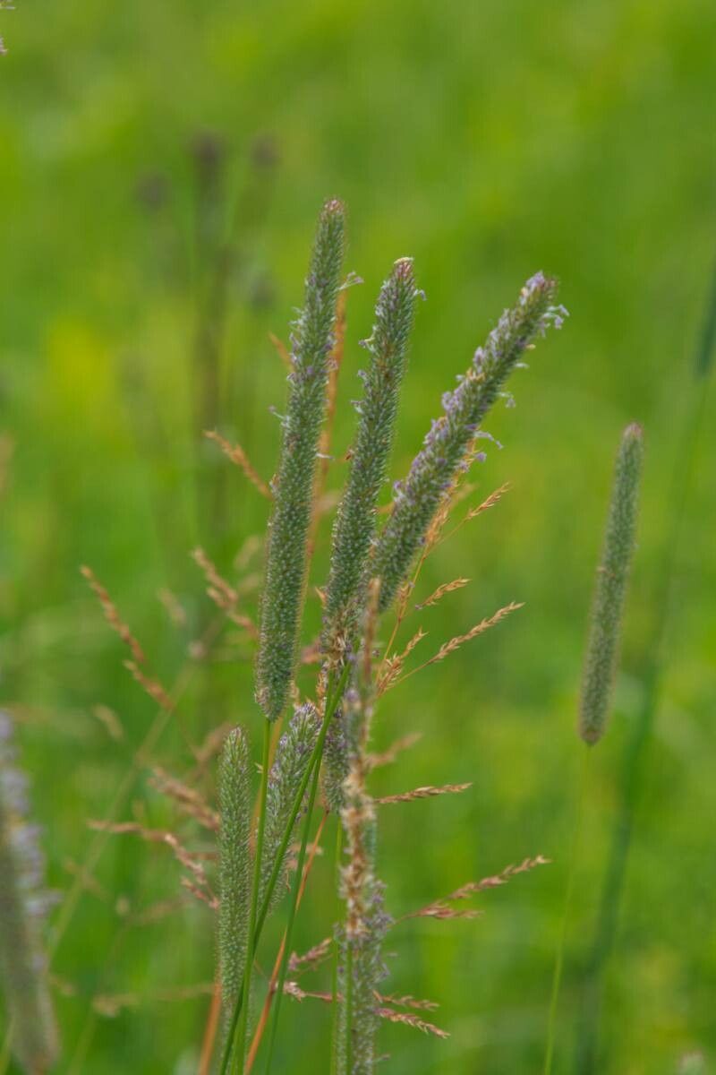 Phleum pratense