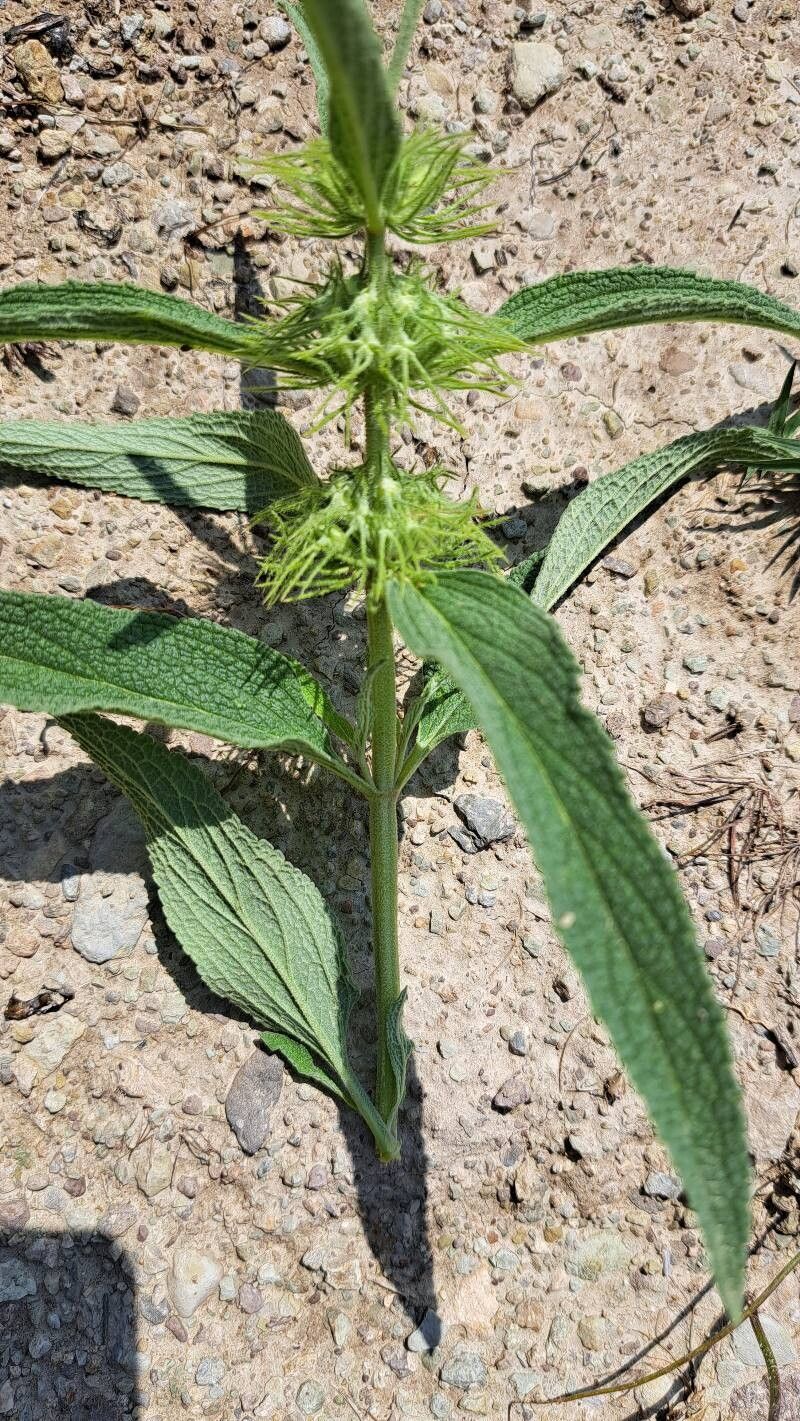Phlomis cancellata