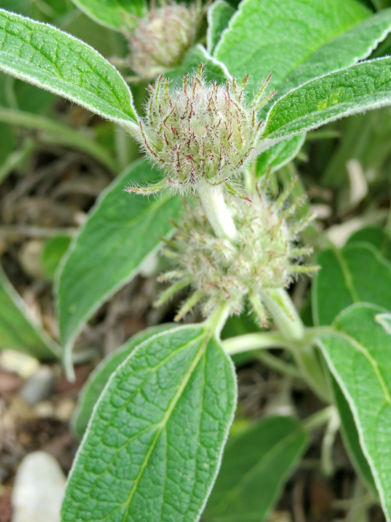 Phlomis cashmeriana