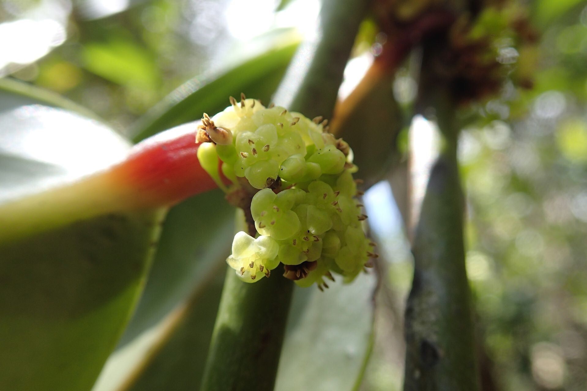 Phyllanthus carlottae