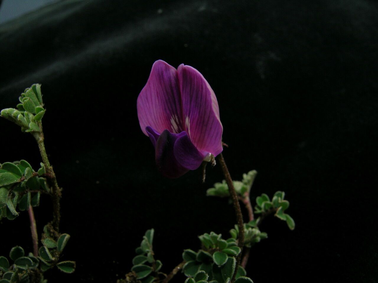 Phyllolobium donianum