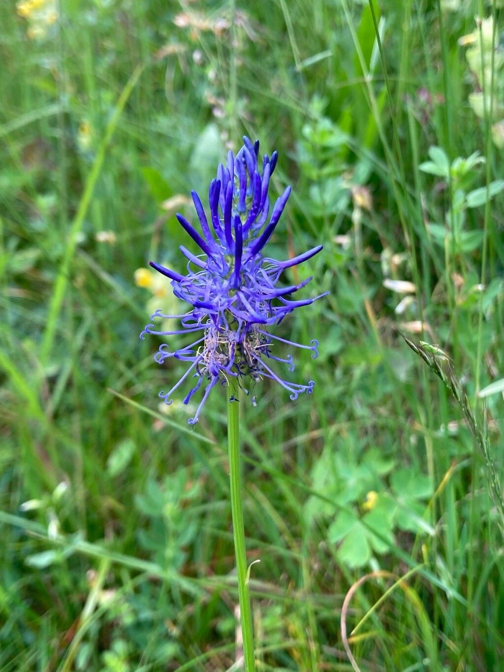 Phyteuma persicifolium