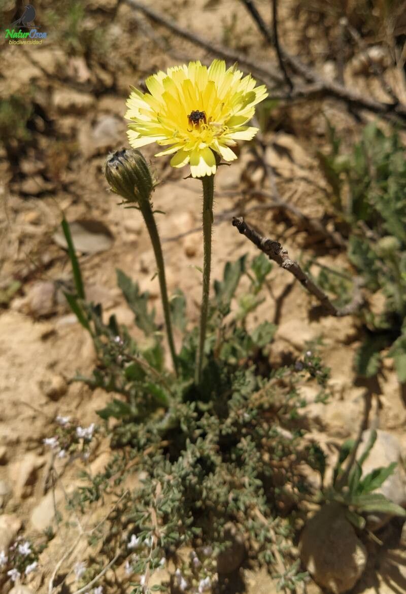 Picris hispanica