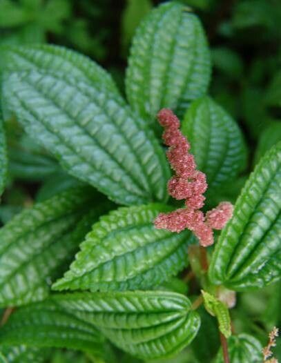Pilea crassifolia