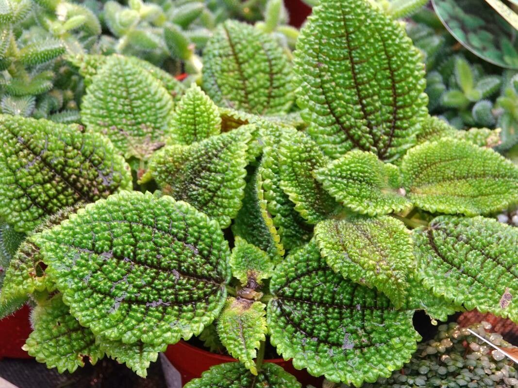 Pilea involucrata