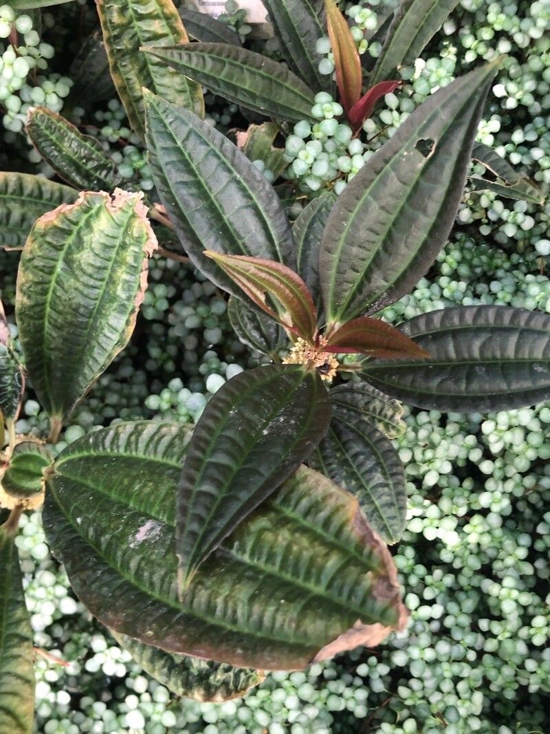 Pilea irrorata