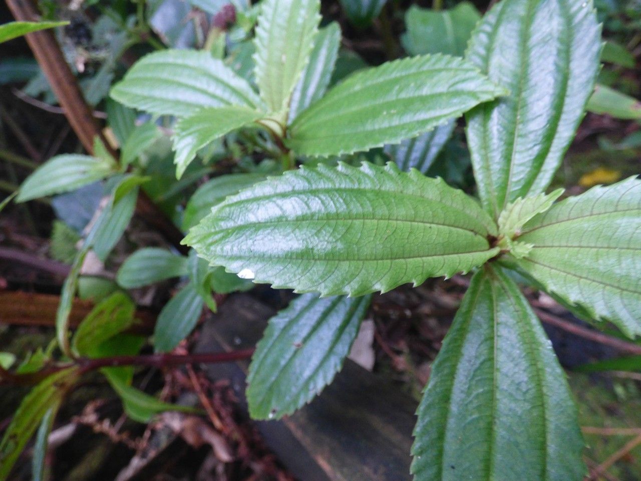 Pilea umbellata