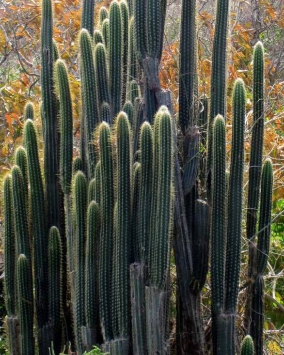 Pilosocereus armatus