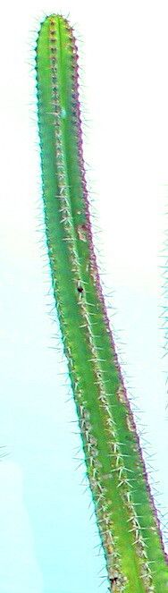 Pilosocereus brasiliensis