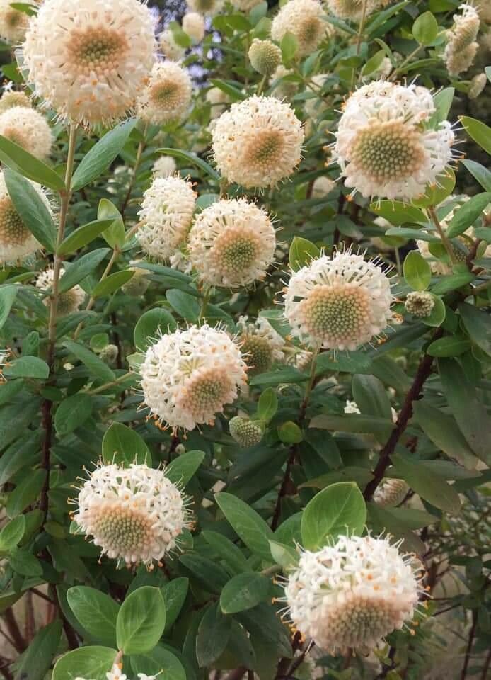 Pimelea ligustrina