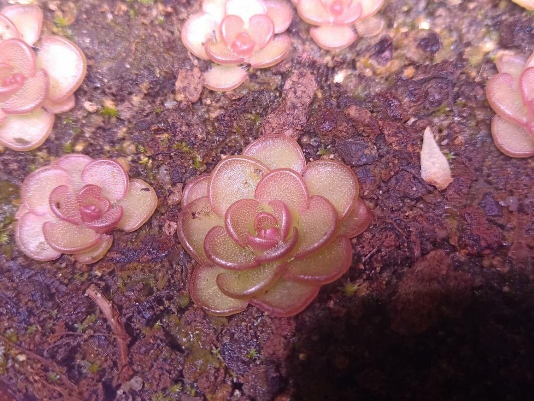 Pinguicula kondoi