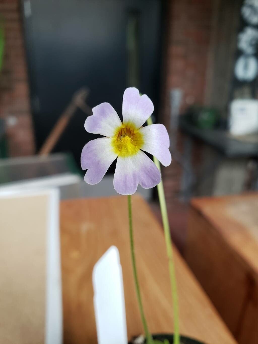 Pinguicula primuliflora