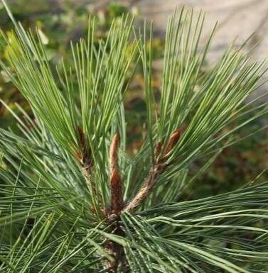 Pinus jeffreyi