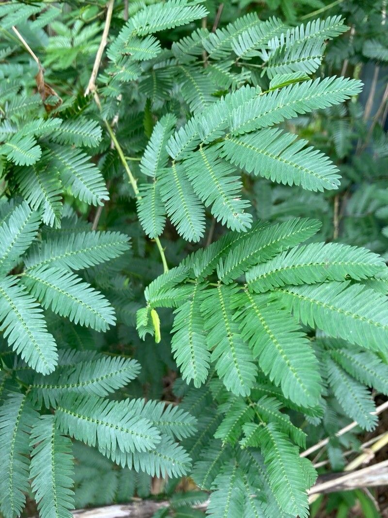 Piptadenia gonoacantha