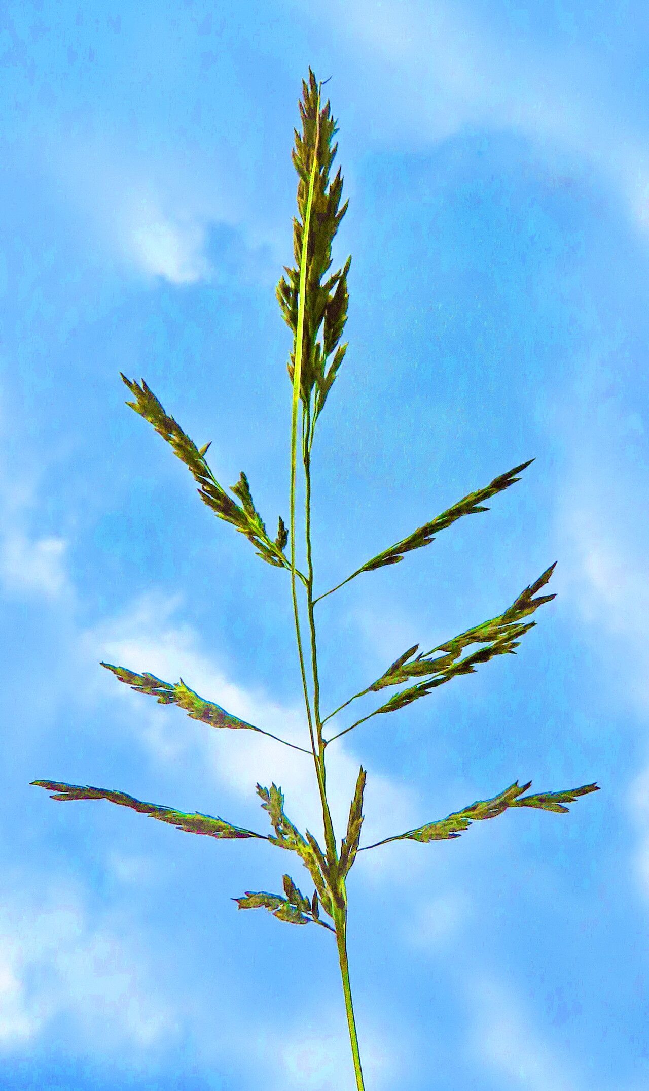 Piptatherum coerulescens