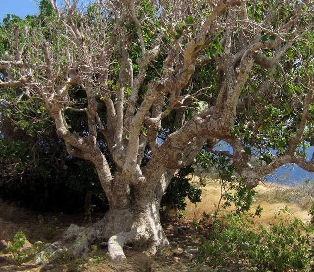 Pisonia subcordata
