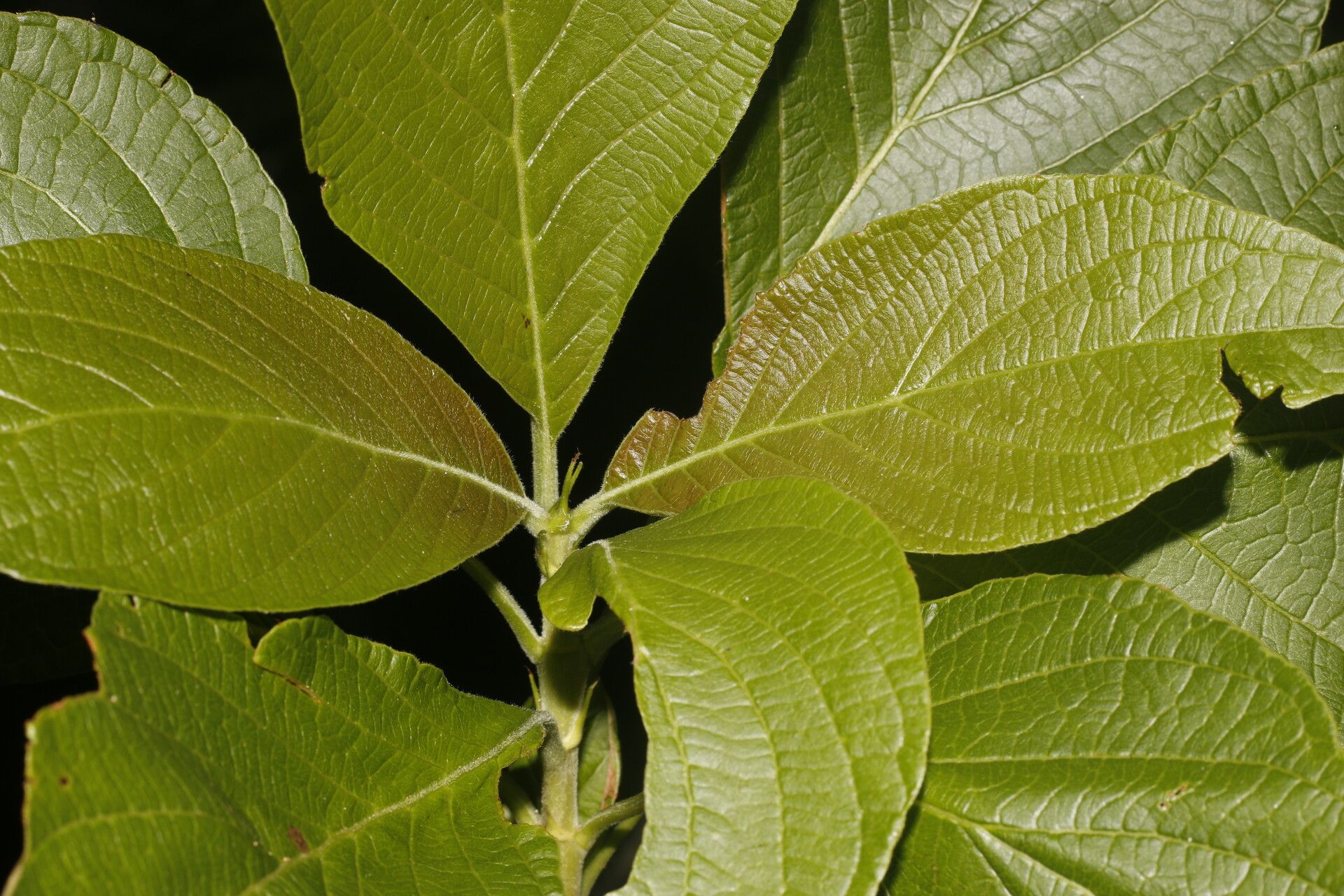 Pittoniotis trichantha