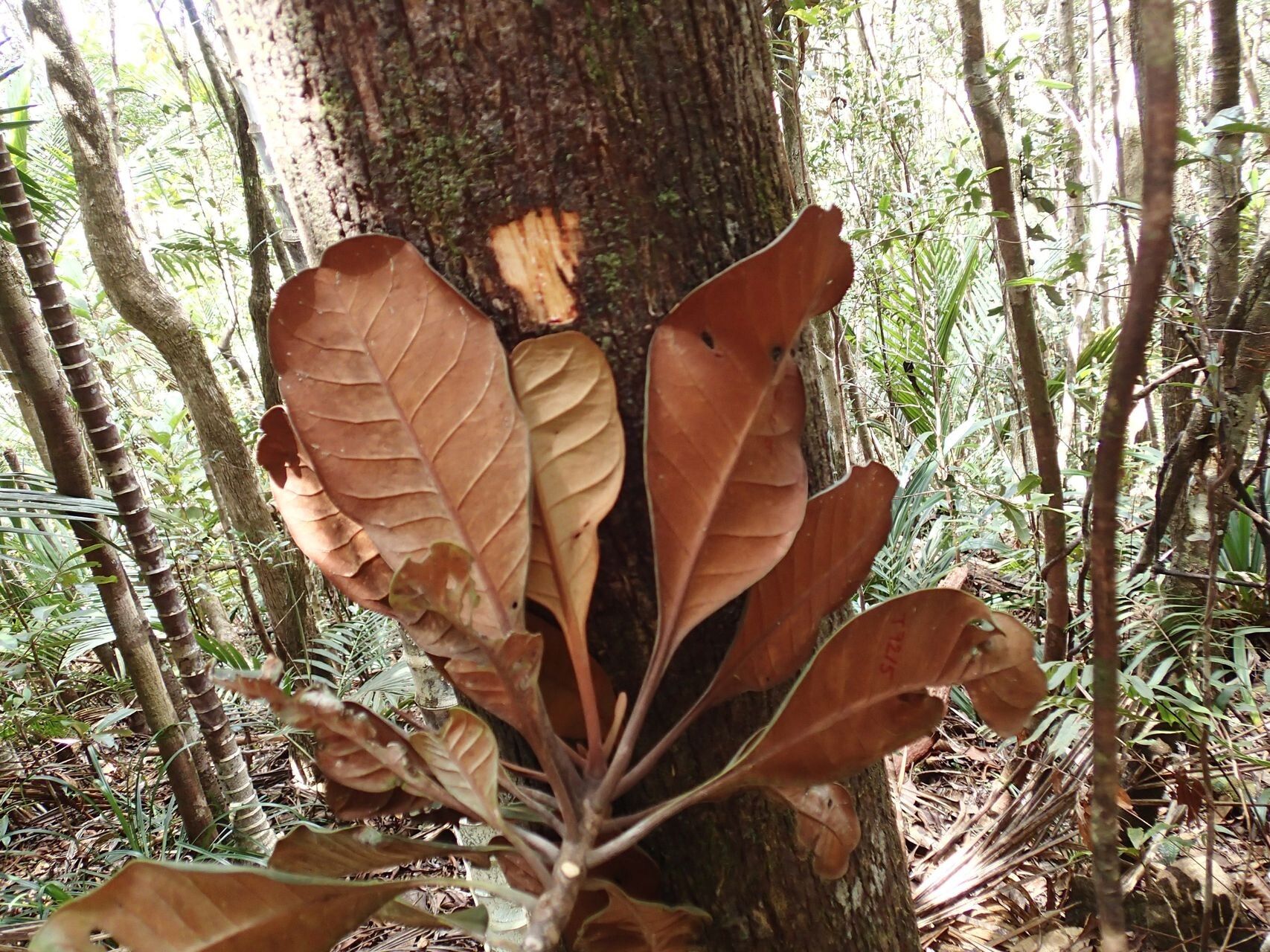 Planchonella wakere