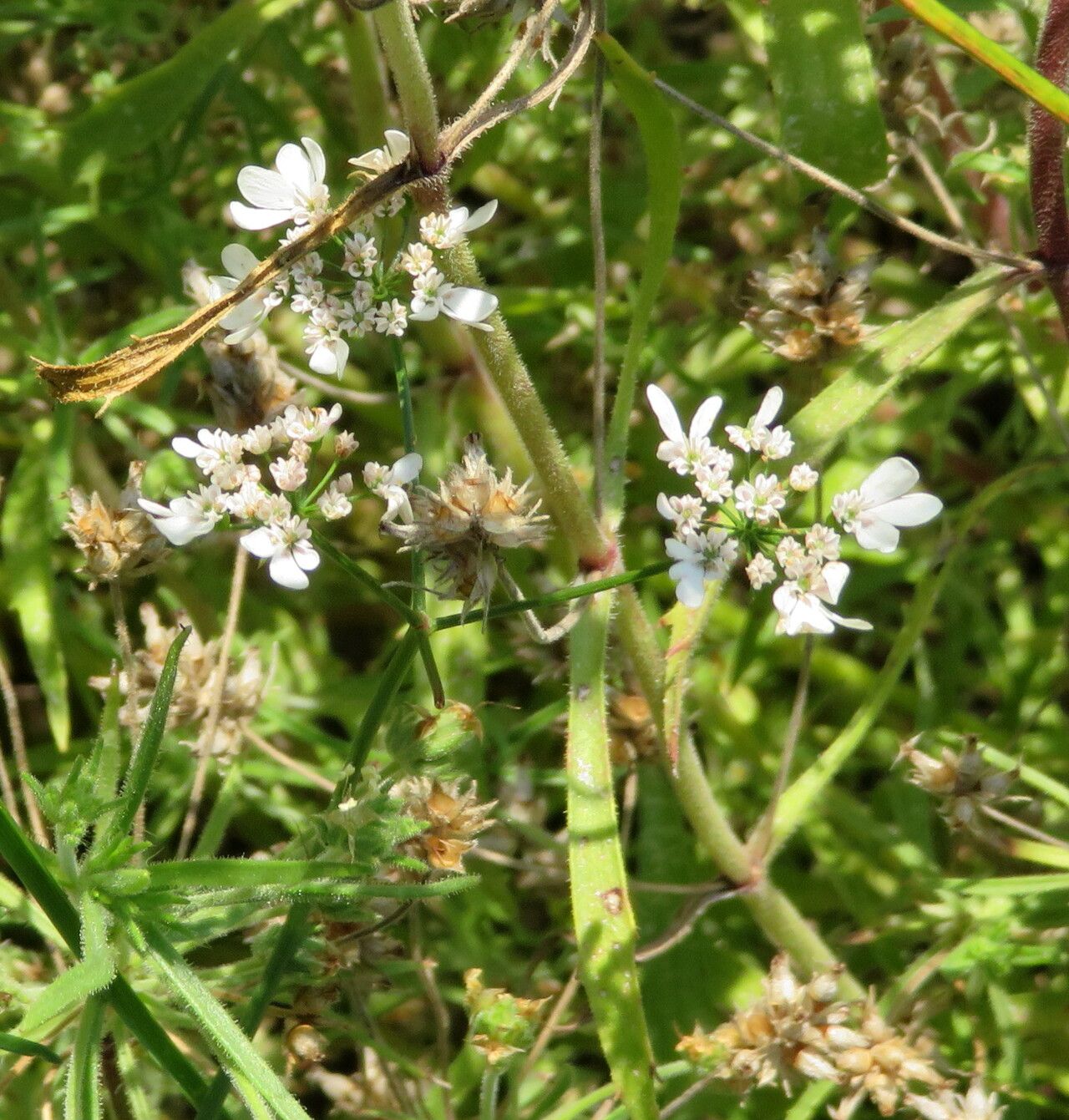 Plantago afra