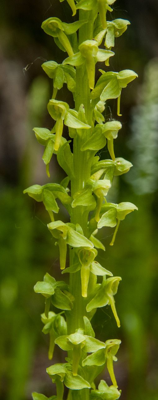 Platanthera stricta