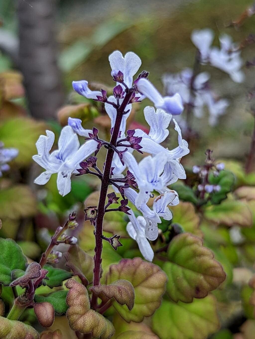 Plectranthus ernstii