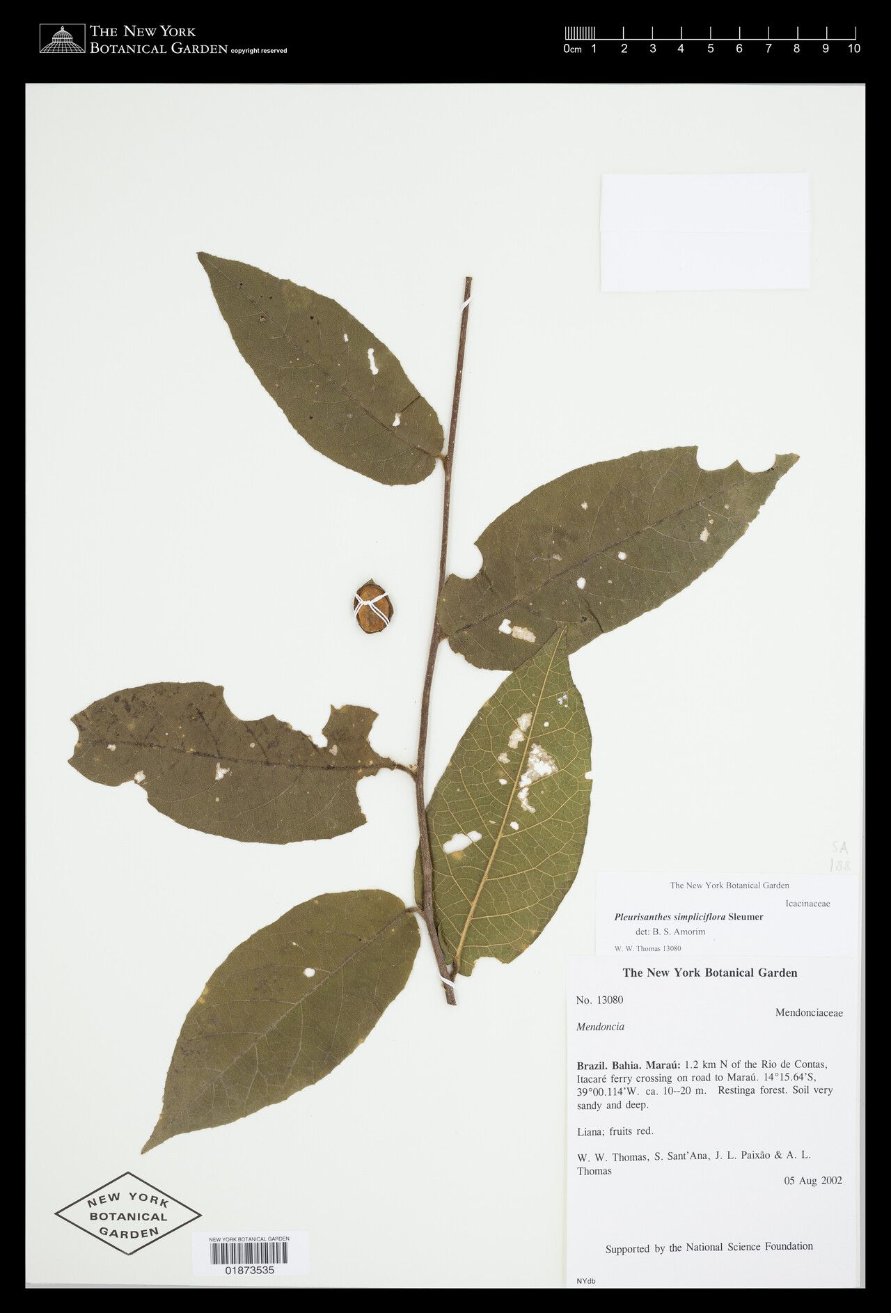 Pleurisanthes simpliciflora