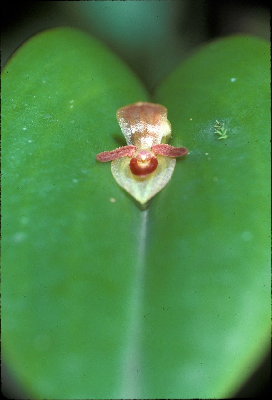 Pleurothallis omoglossa
