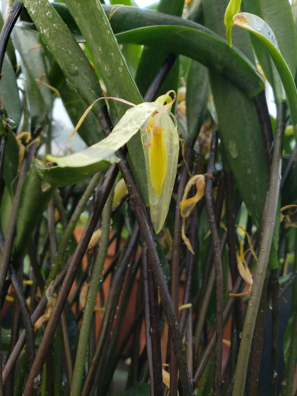 Pleurothallis saueri