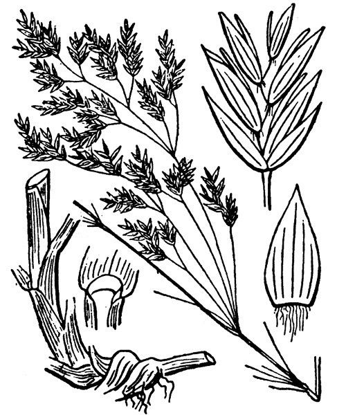 Poa hybrida