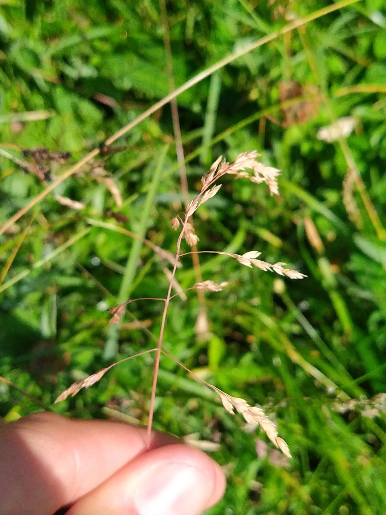 Poa minor