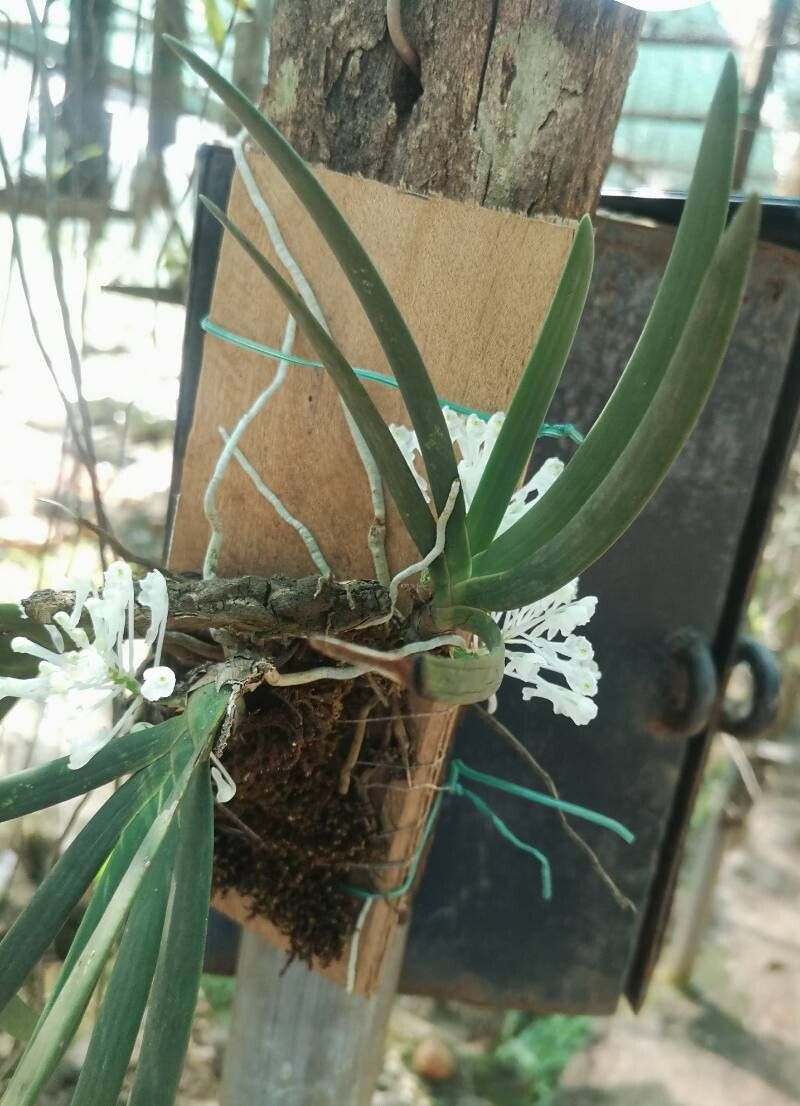 Podangis dactyloceras