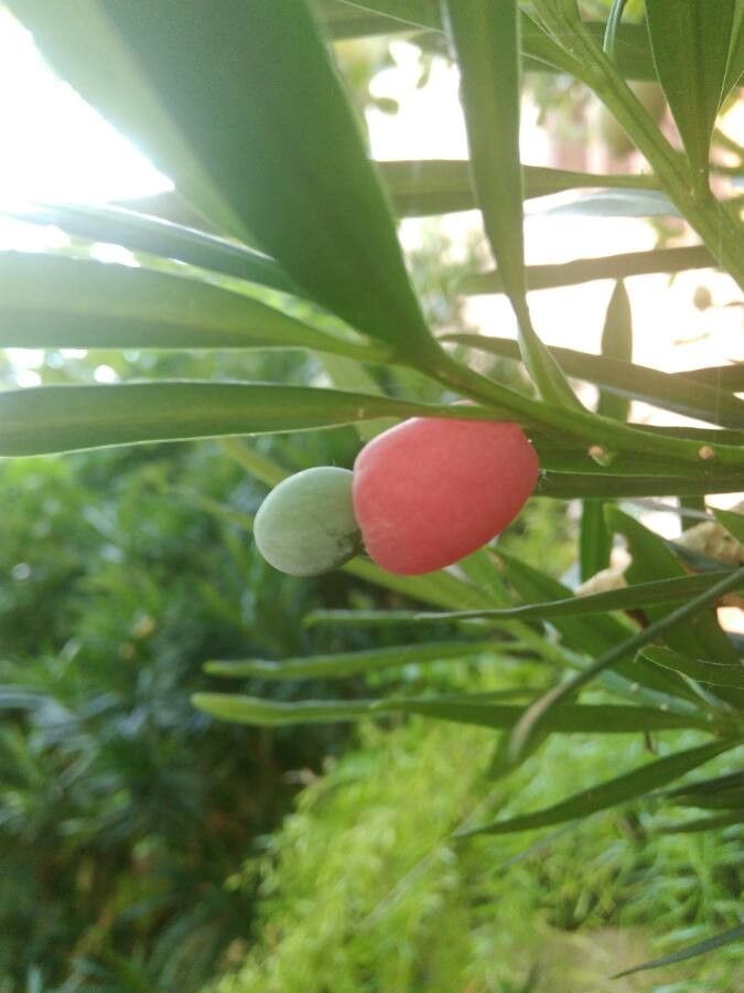 Podocarpus polyspermus