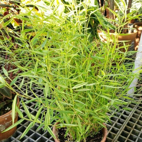 Pogonatherum crinitum