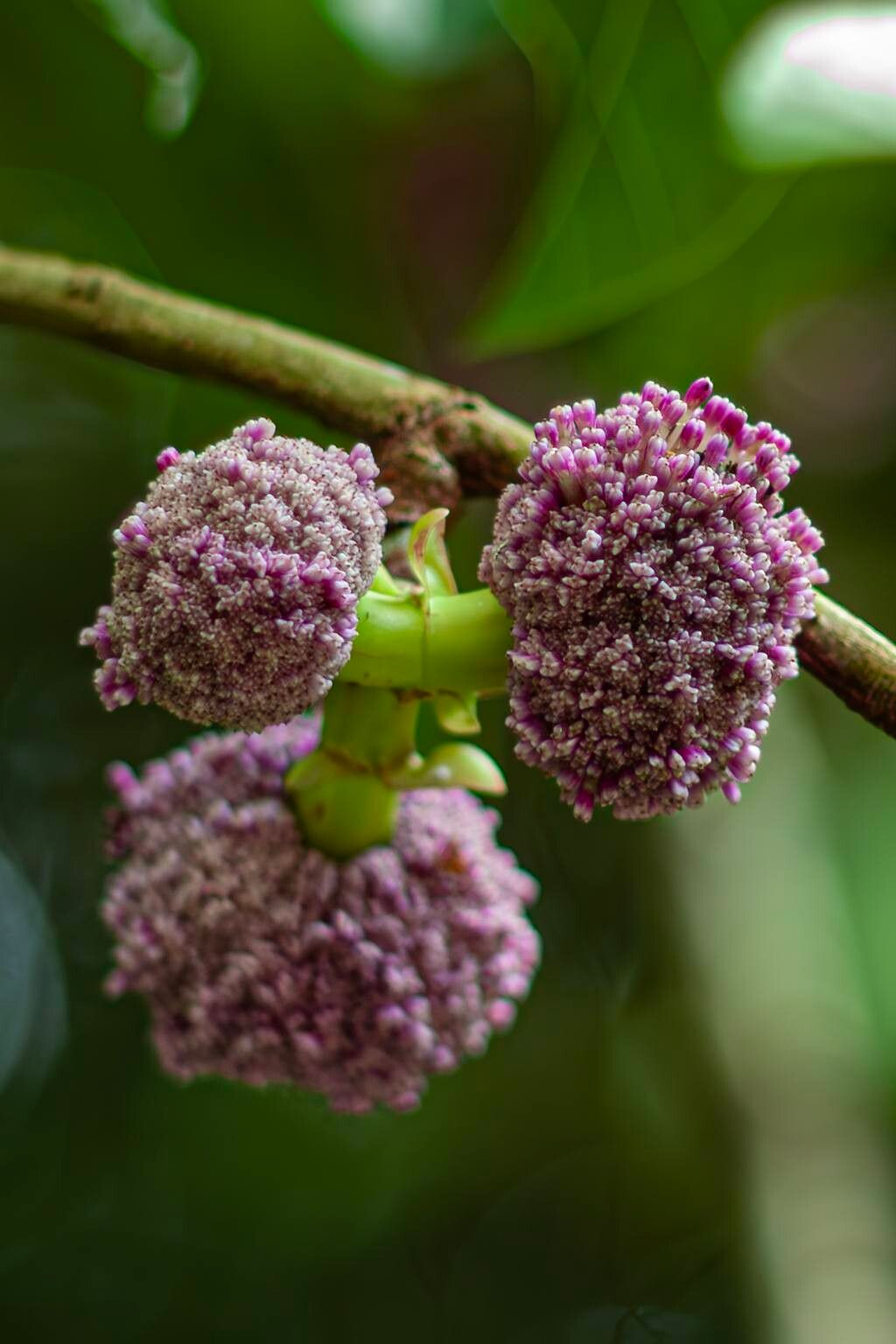 Poikilospermum suaveolens