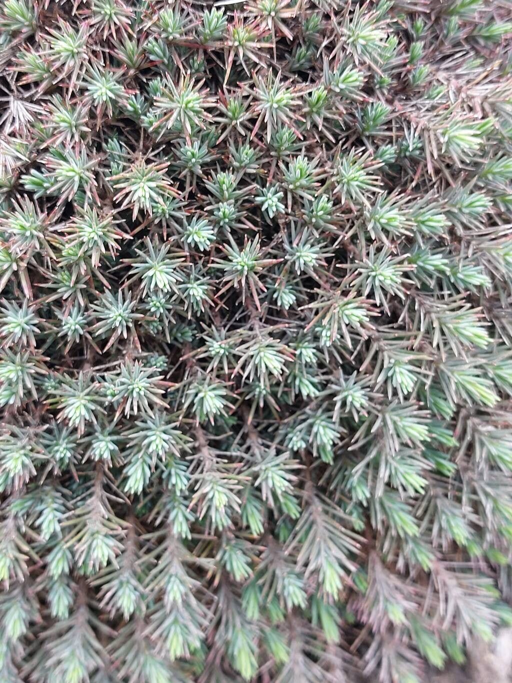 Polycnemum fontanesii