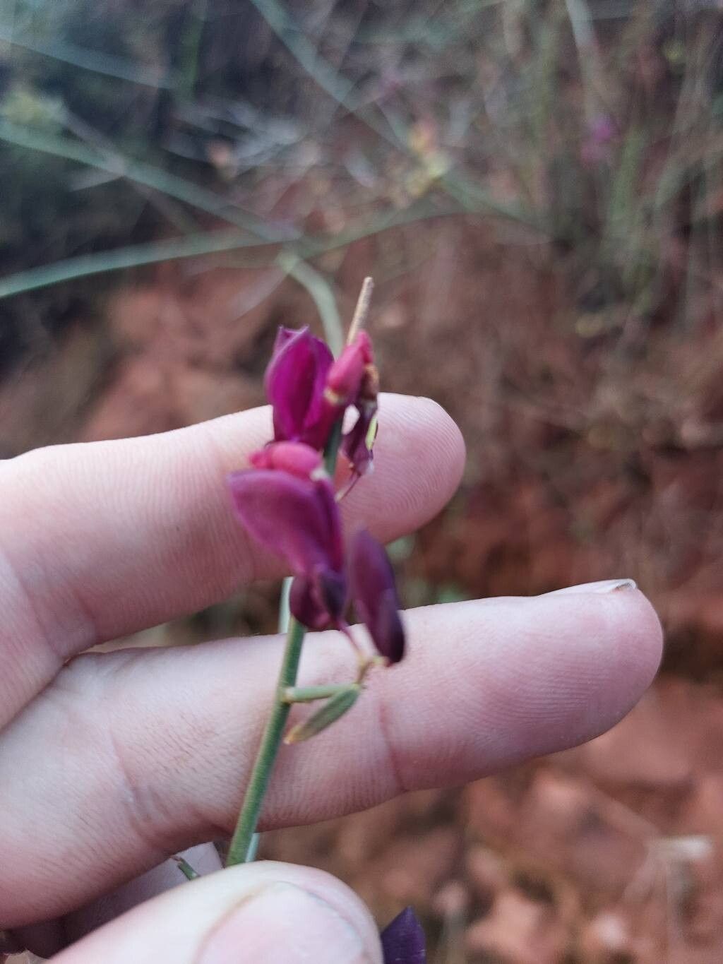Polygaloides balansae