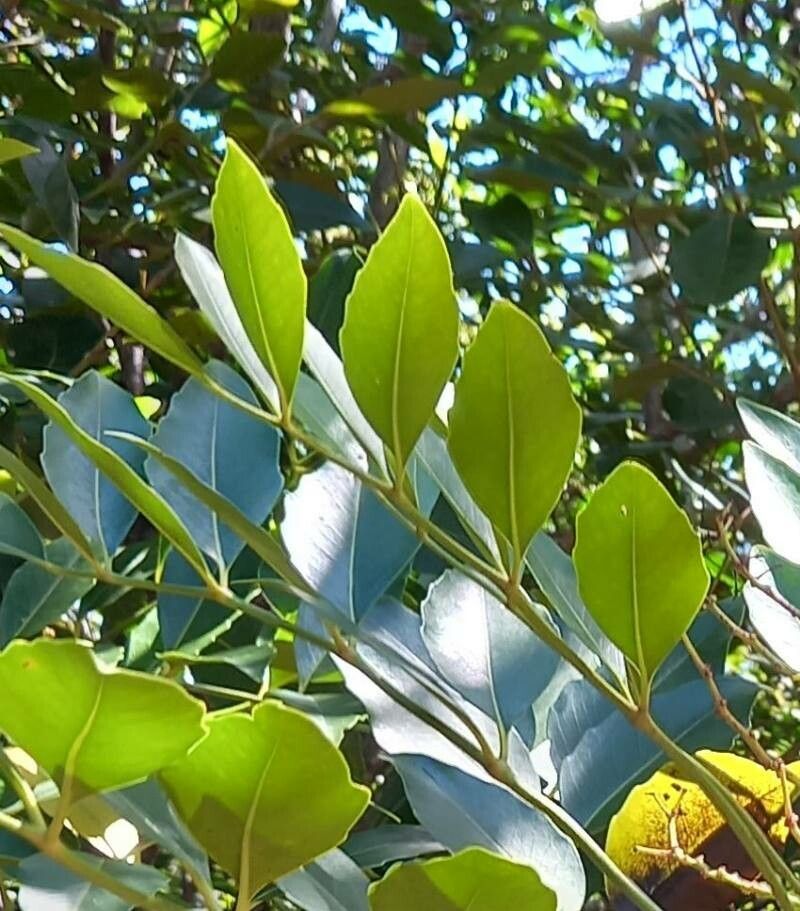 Polyscias lecardii